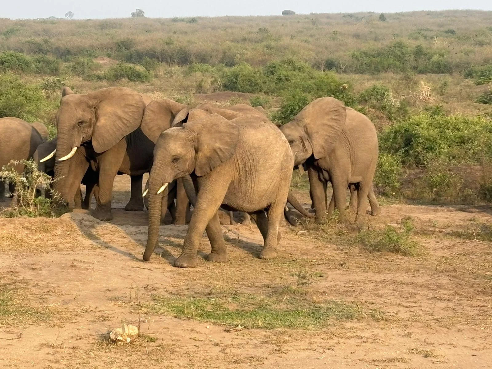 Conservation First activity