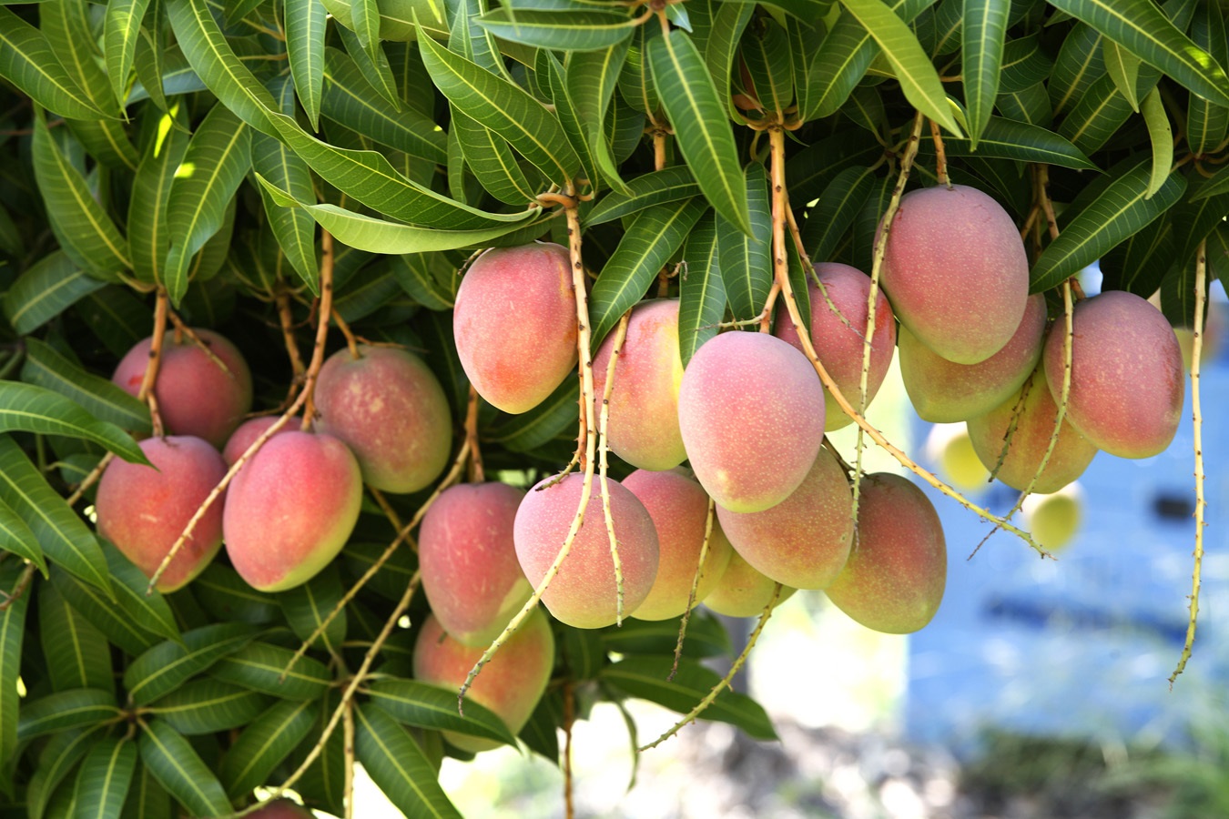 Выращиваем экзотические фрукты. Манго фрукт дерево. Дерево манго манговое дерево. Дерево манго в природе. Манго индийское растение.